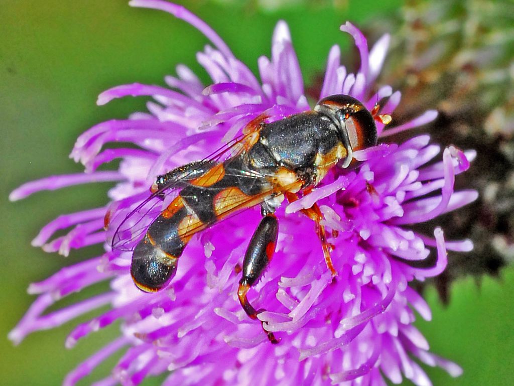 Un sirfide piuttosto allungato:  Syritta pipiens, maschio